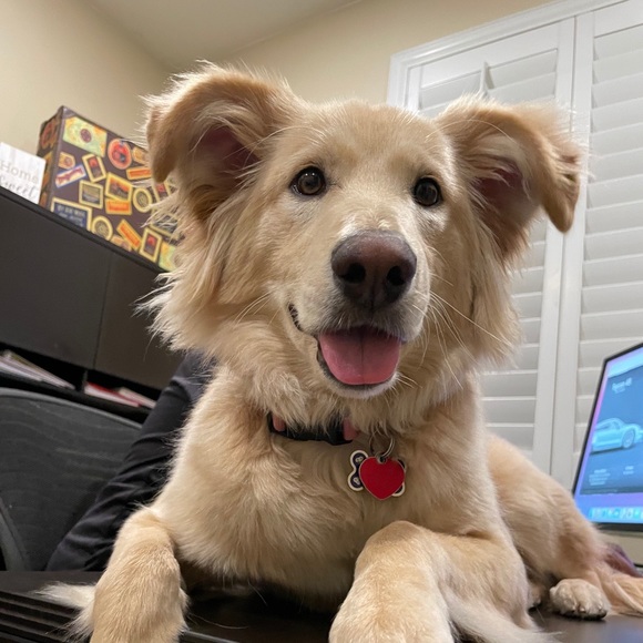 Meet your Posher, Laura - Picture 1 of 1